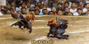Đá gà cựa sắt