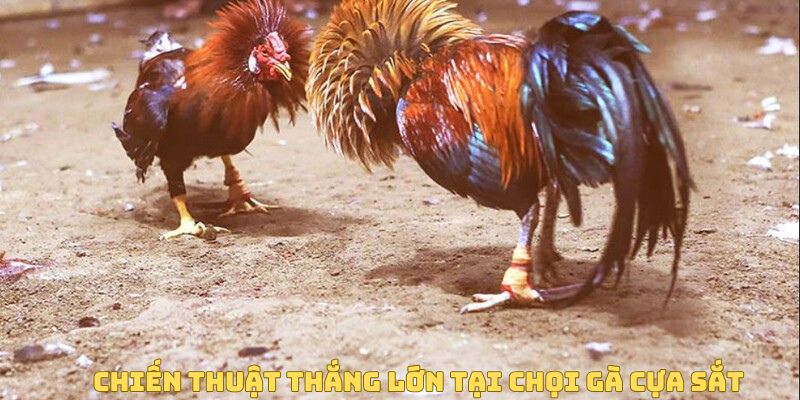 Chiến thuật thắng lớn tại chọi gà cựa sắt