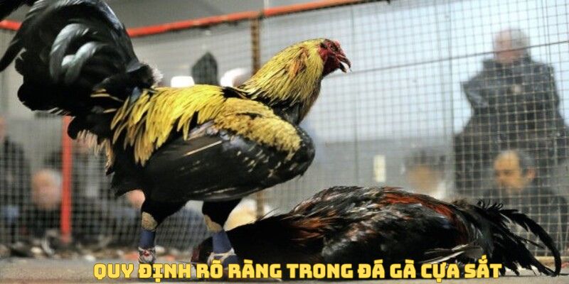 Quy định rõ ràng trong đá gà cựa sắt