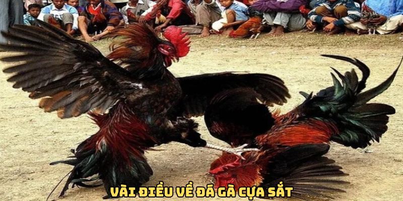 Vài điều về đá gà cựa sắt