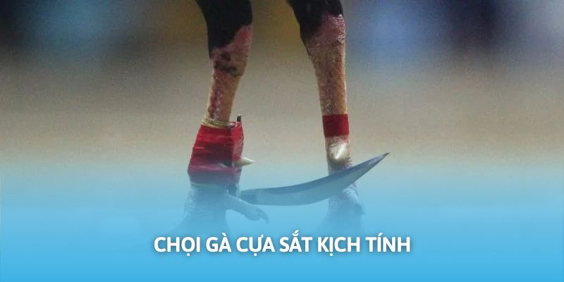 Chọi kê cựa sắt nổi bật vì tính chất khốc liệt đặc trưng