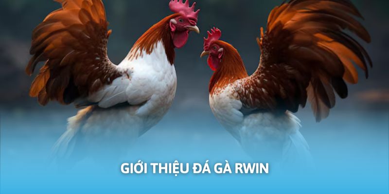 Gà chọi là hình thức được yêu thích hàng đầu tại RWIN
