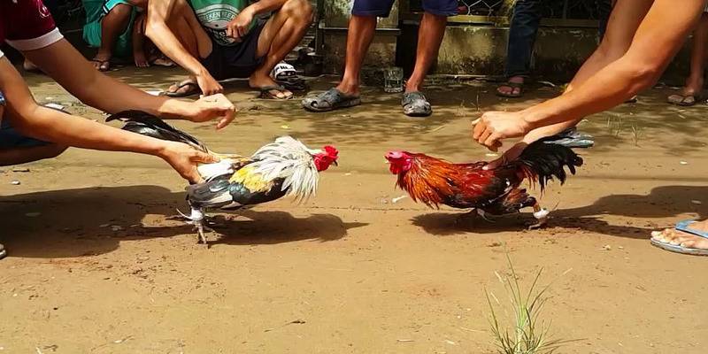 Bí kíp chinh phục bộ môn đá gà cho anh em