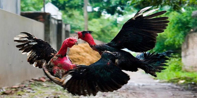 Những thuật ngữ cần biết trong trò chơi đá gà chọi