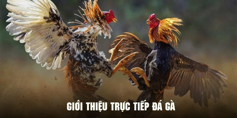 Tổng quan chi tiết về hình thức trực tiếp đá gà lôi cuốn