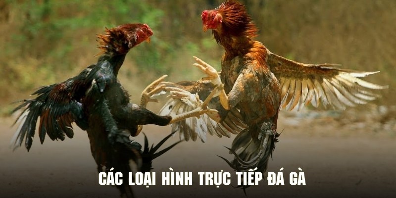 Những loại hình đá gà được trực tiếp phổ biến tại nền tảng
