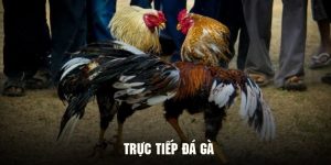 trực tiếp đá gà