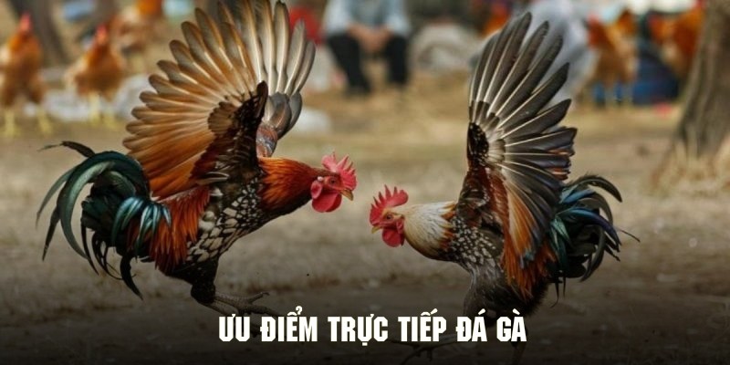 Khám phá những ưu điểm ấn tượng nhất của hình thức đá gà
