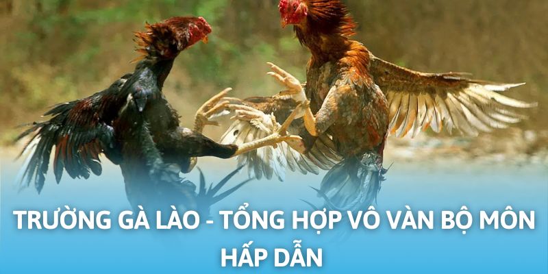 trường gà lào