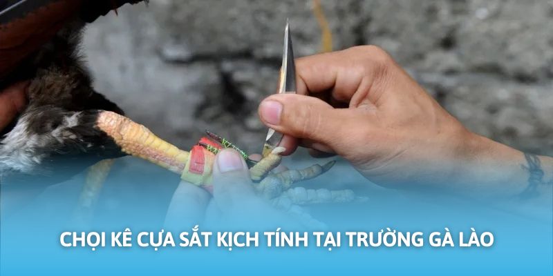 Thi đấu cựa sắt rất phổ biến và được yêu thích trên trường gà Lào