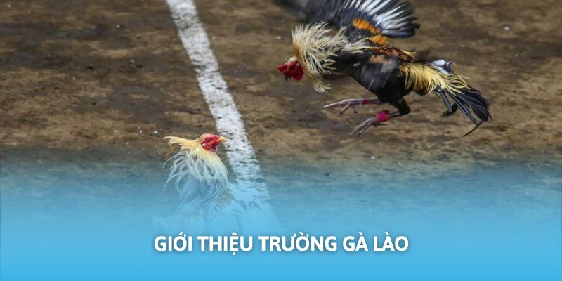 Bộ môn thi đấu chọi kê Lào cực hấp dẫn trên nền tảng RWIN