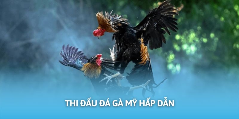 Trường gà Lào quy tụ nhiều chiến binh Mỹ mạnh mẽ